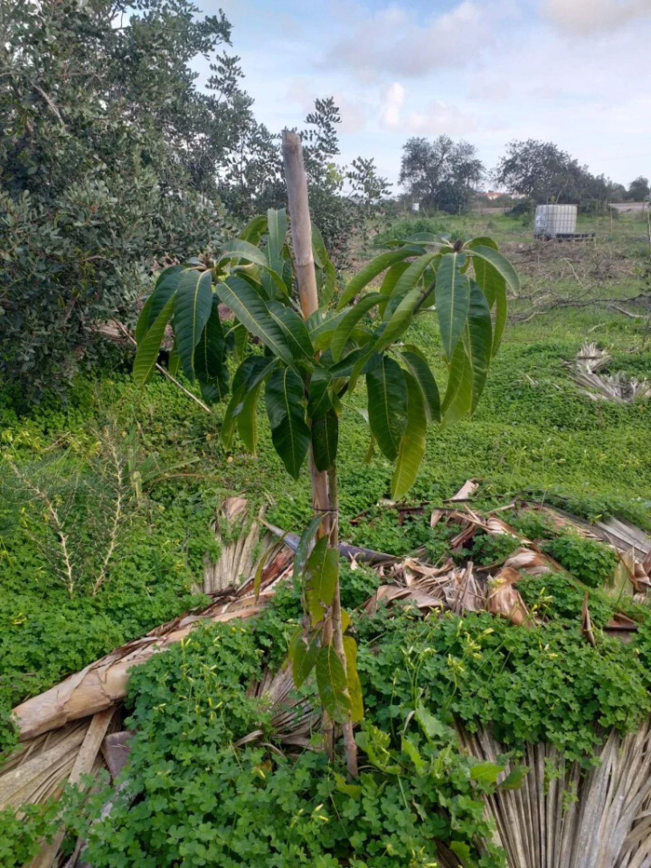 Terreno para Venda em Ferreiras Foto 26