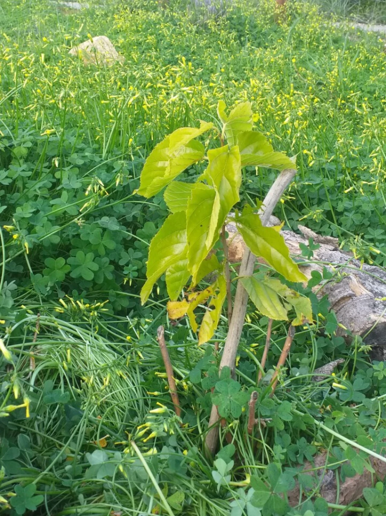 Terreno para Venda em Ferreiras Foto 22