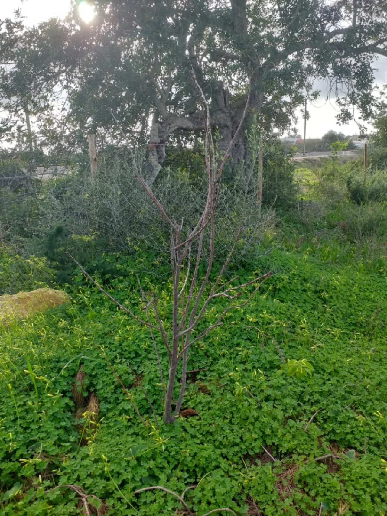 Terreno para Venda em Ferreiras Foto 12
