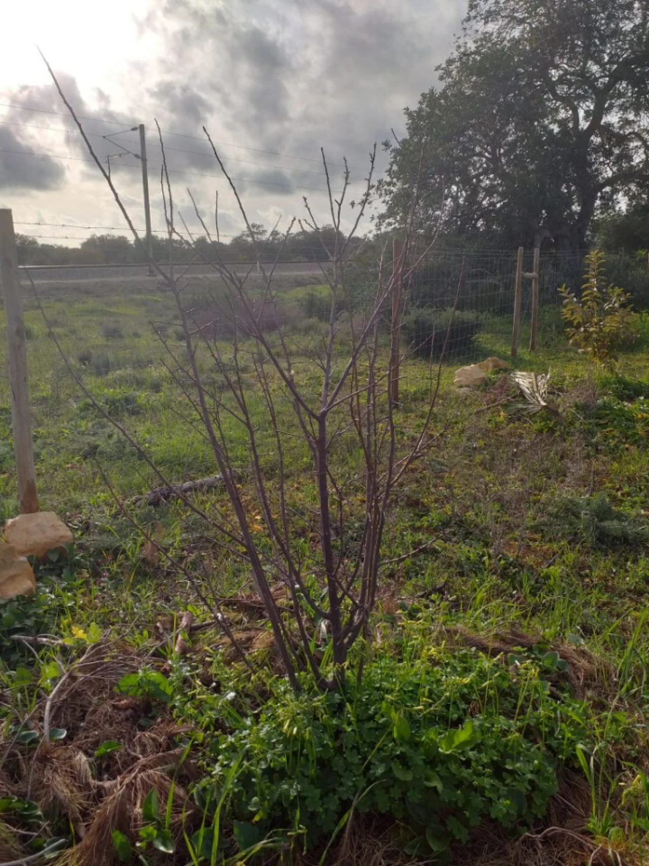 Terreno para Venda em Ferreiras Foto 23