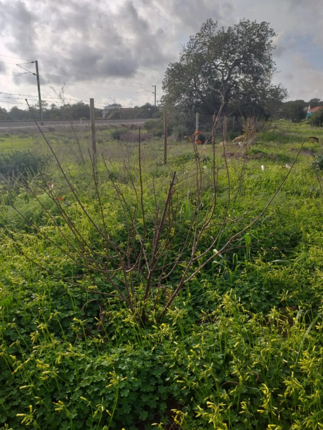 Terreno para Venda em Ferreiras Foto 29