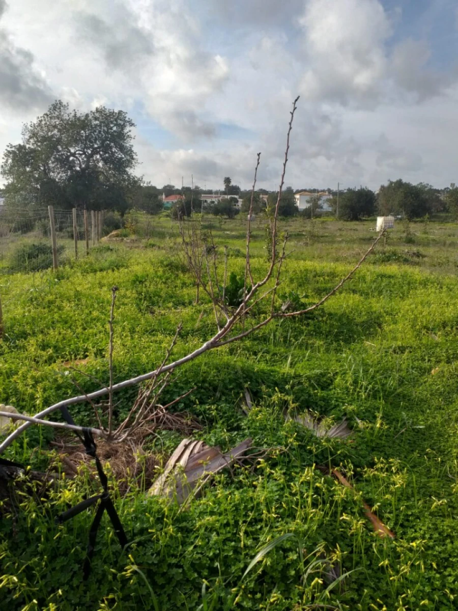 Terreno para Venda em Ferreiras Foto 9