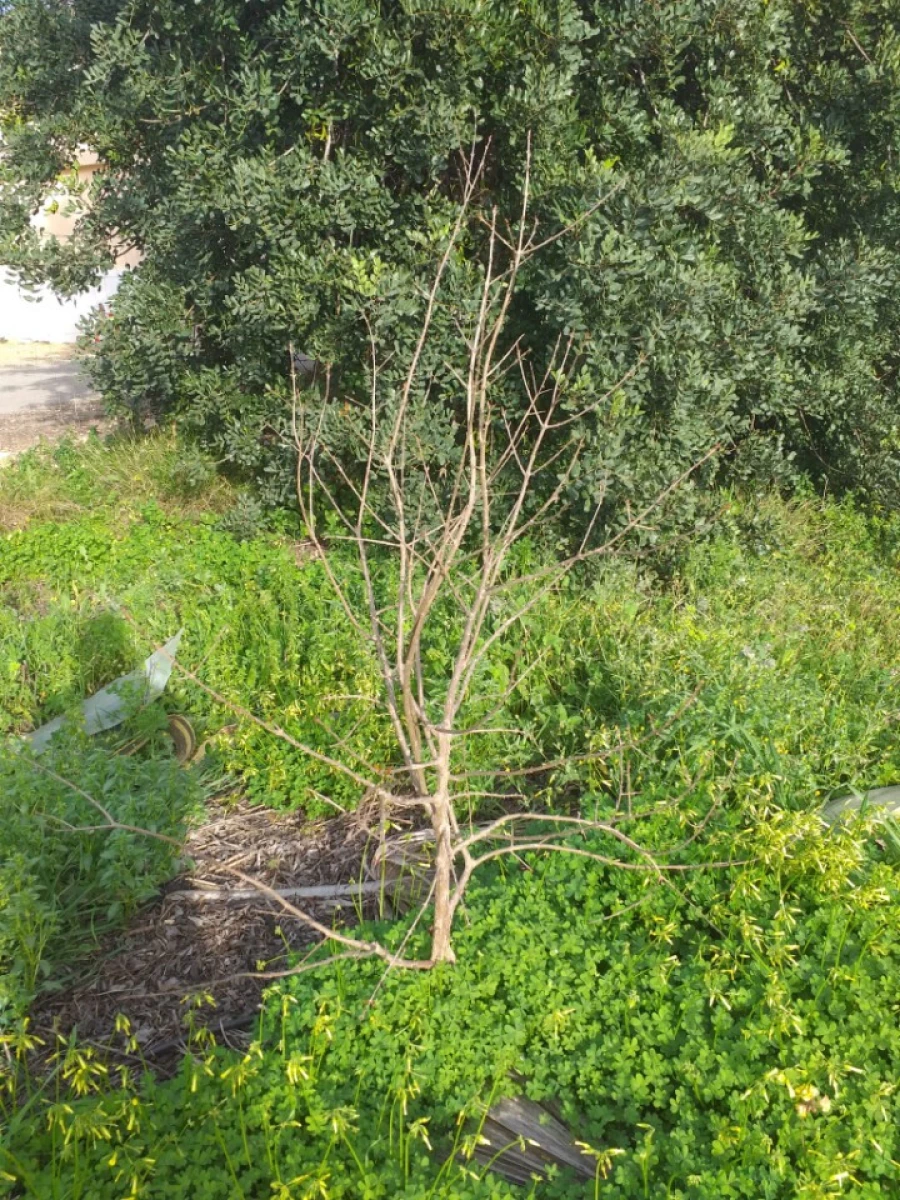 Terreno para Venda em Ferreiras Foto 27