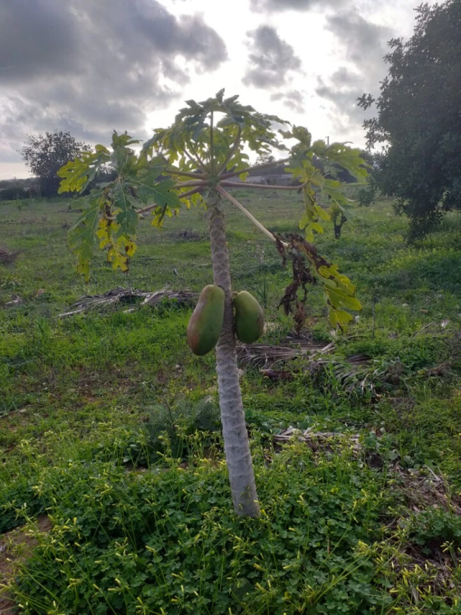 Terreno para Venda em Ferreiras Foto 19