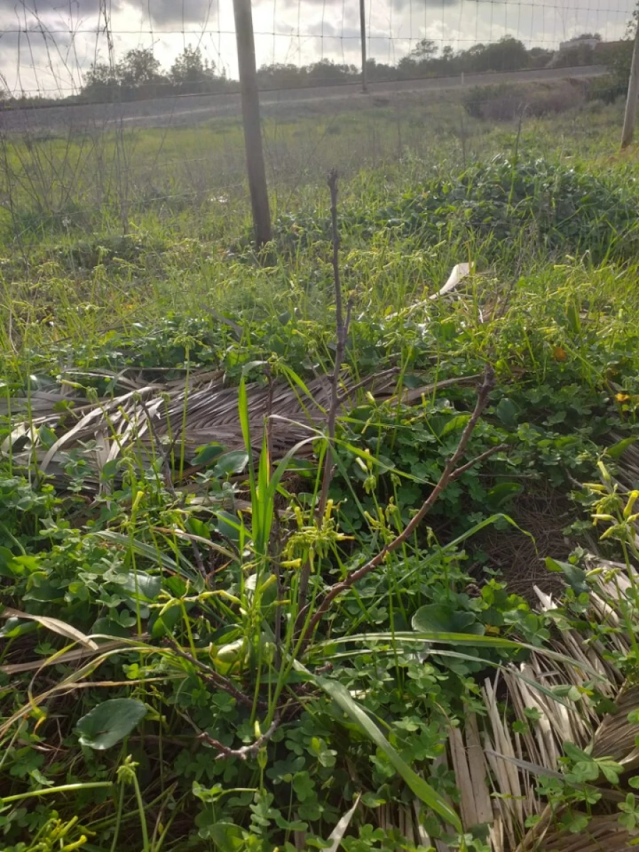 Terreno para Venda em Ferreiras Foto 13