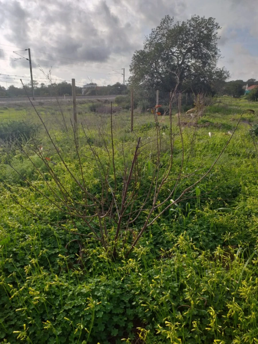 Terreno para Venda em Ferreiras Foto 29