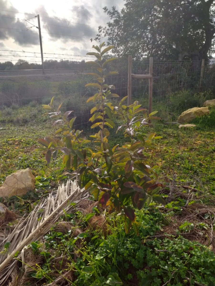 Terreno para Venda em Ferreiras Foto 5