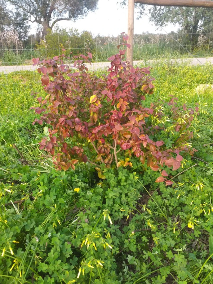 Terreno para Venda em Ferreiras Foto 17