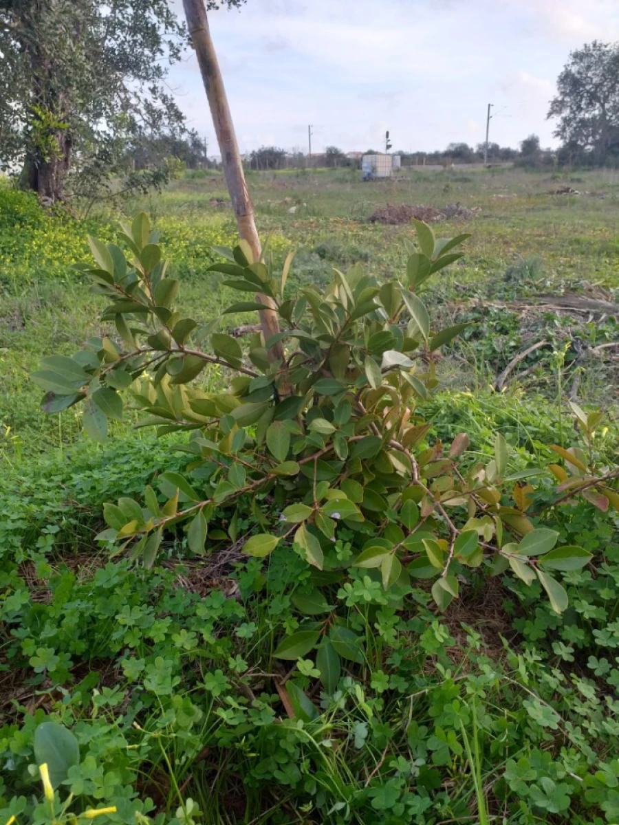 Terreno para Venda em Ferreiras Foto 10