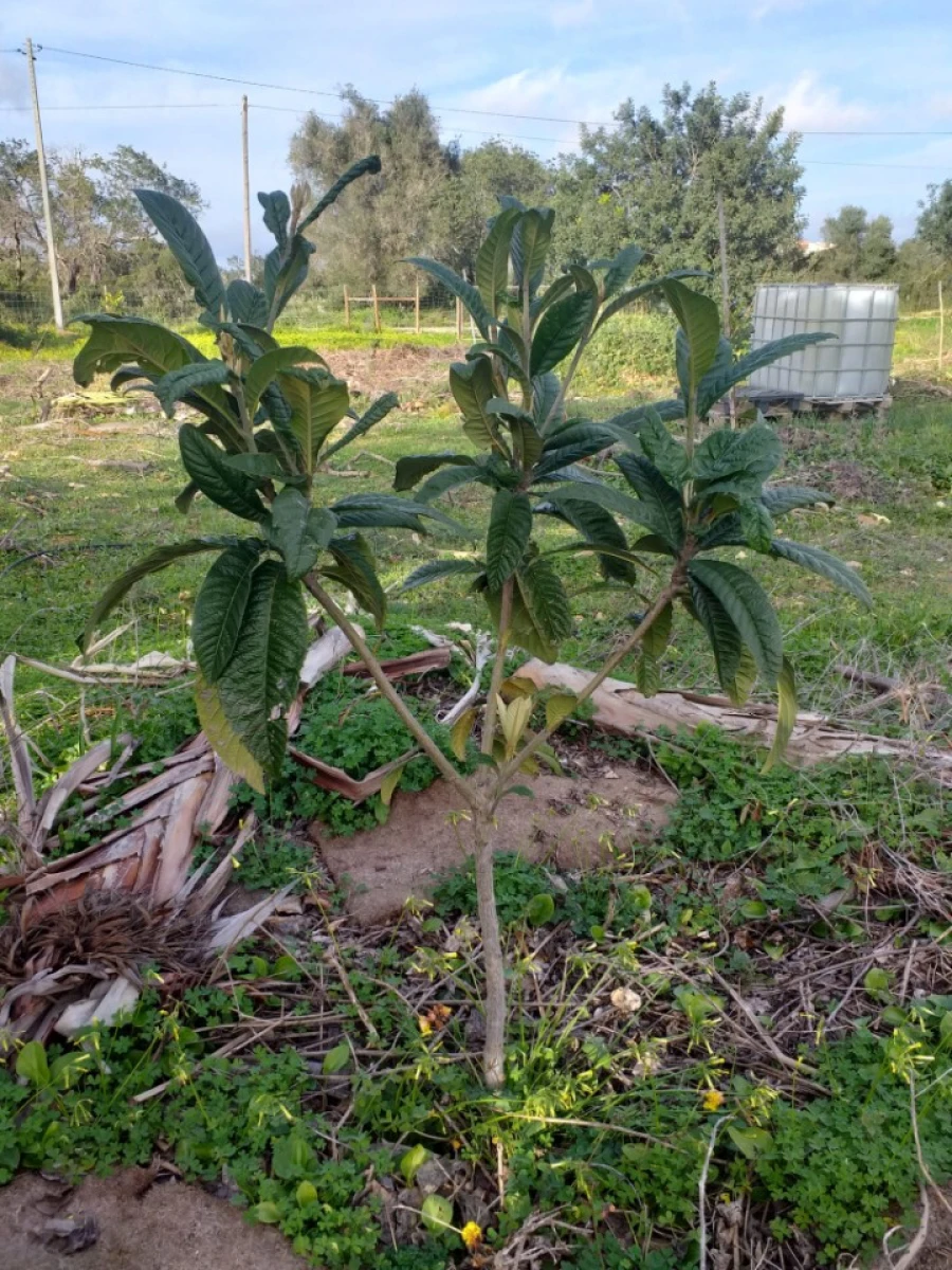 Terreno para Venda em Ferreiras Foto 8