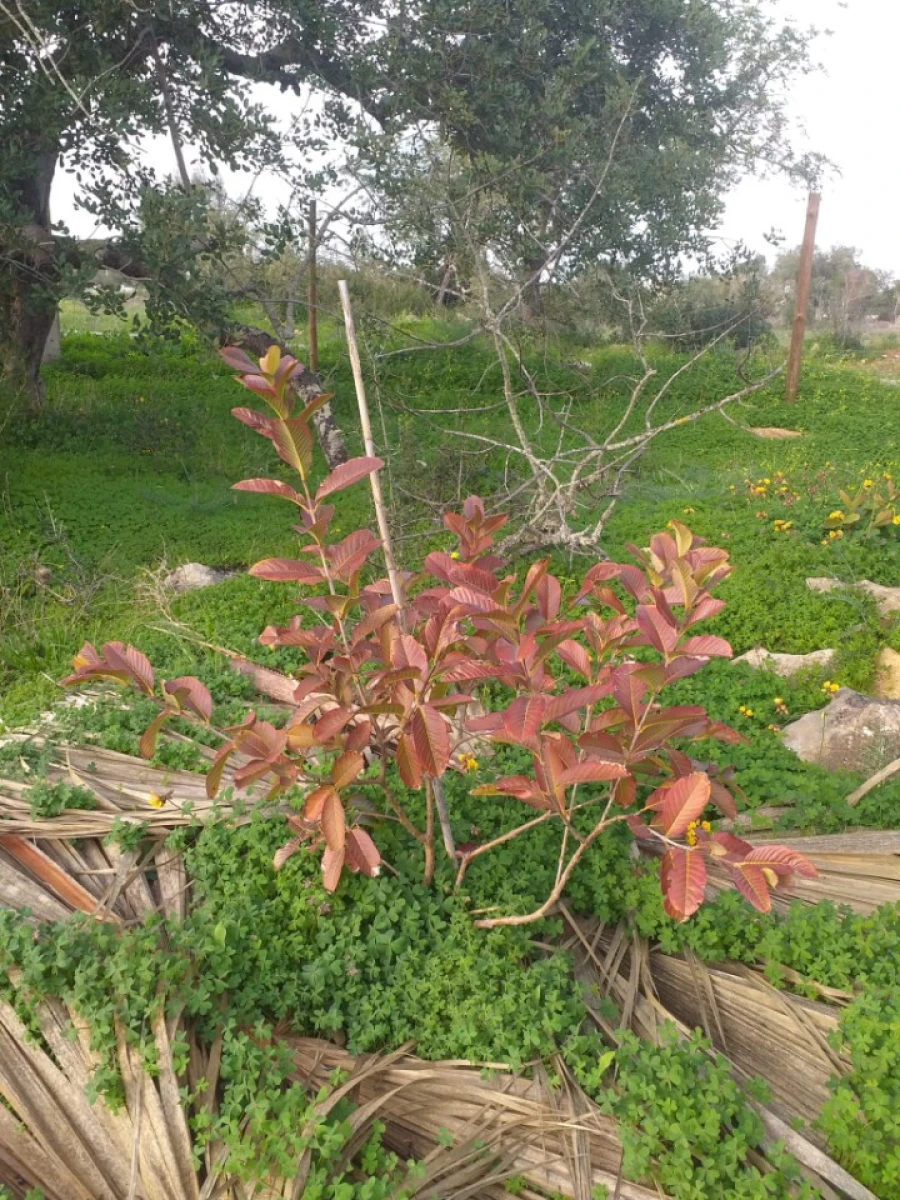 Terreno para Venda em Ferreiras Foto 28