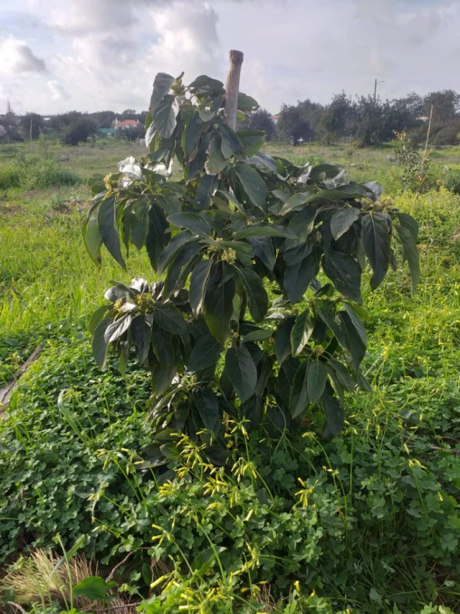 Terreno para Venda em Ferreiras Foto 15
