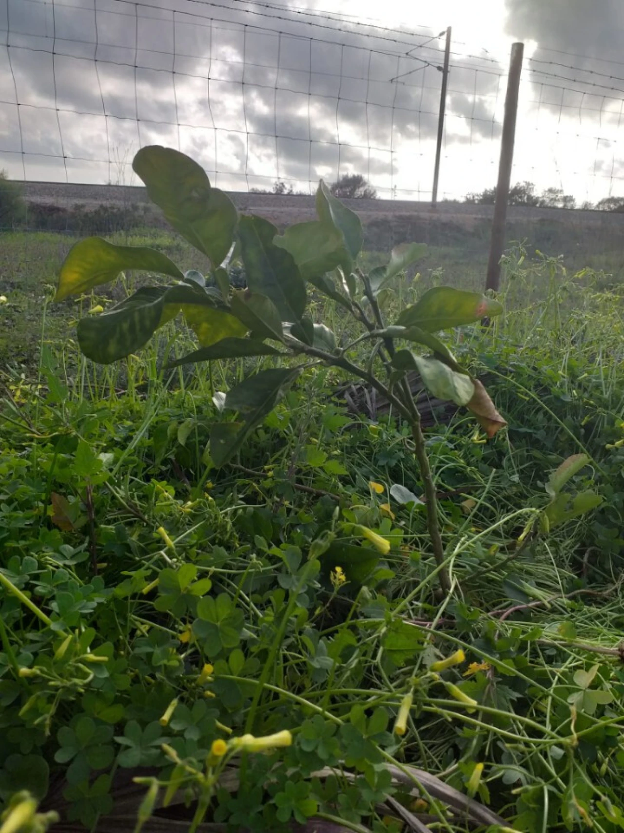 Terreno para Venda em Ferreiras Foto 21