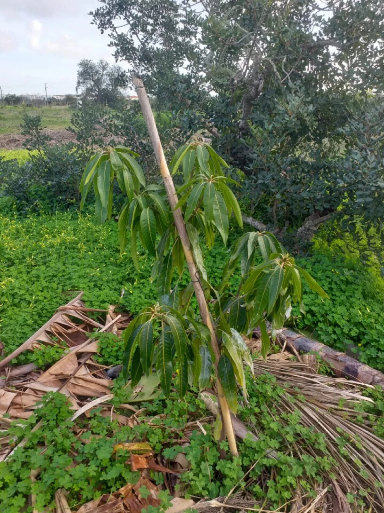 Terreno para Venda em Ferreiras Foto 7