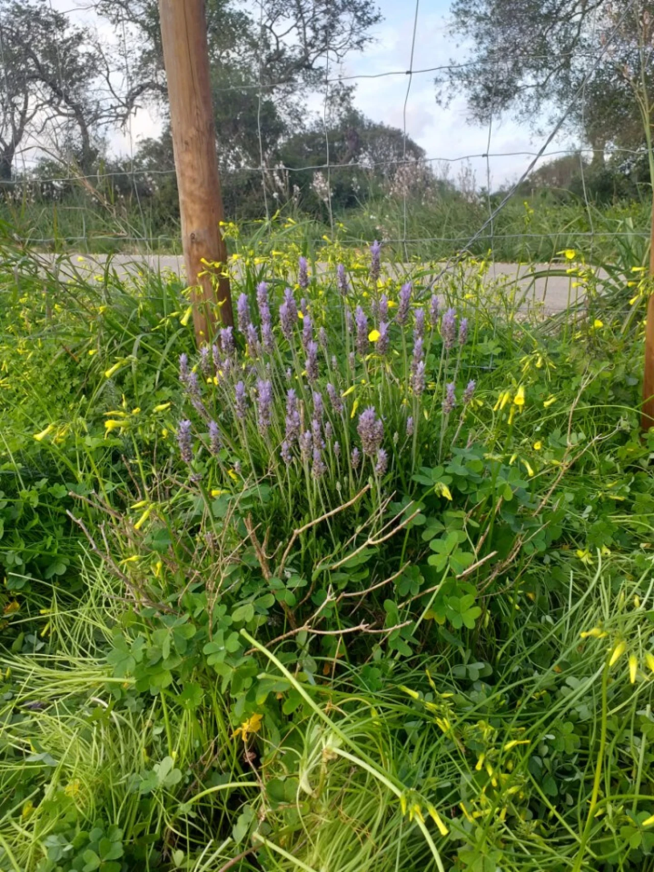 Terreno para Venda em Ferreiras Foto 6