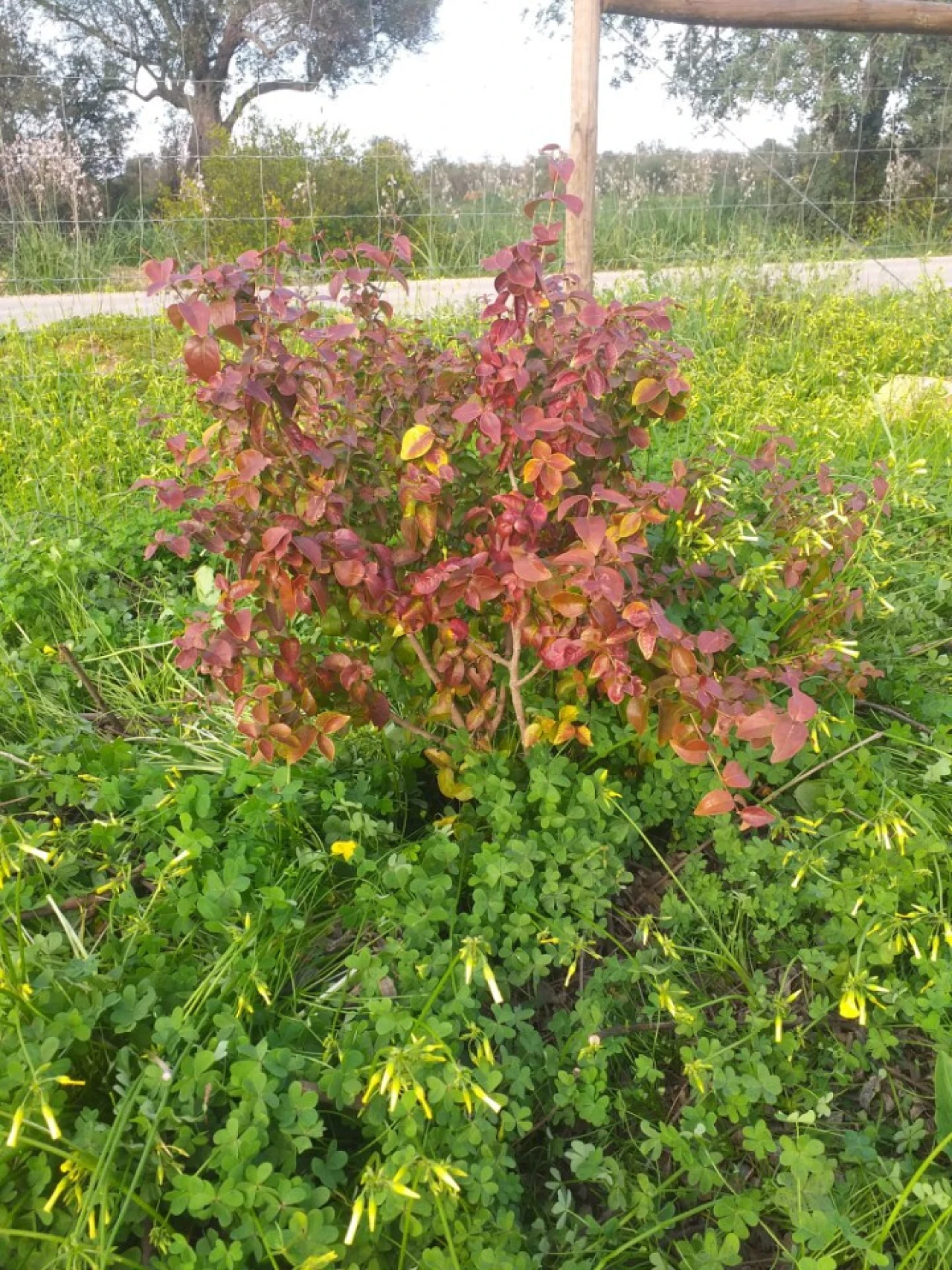 Terreno para Venda em Ferreiras Foto 17