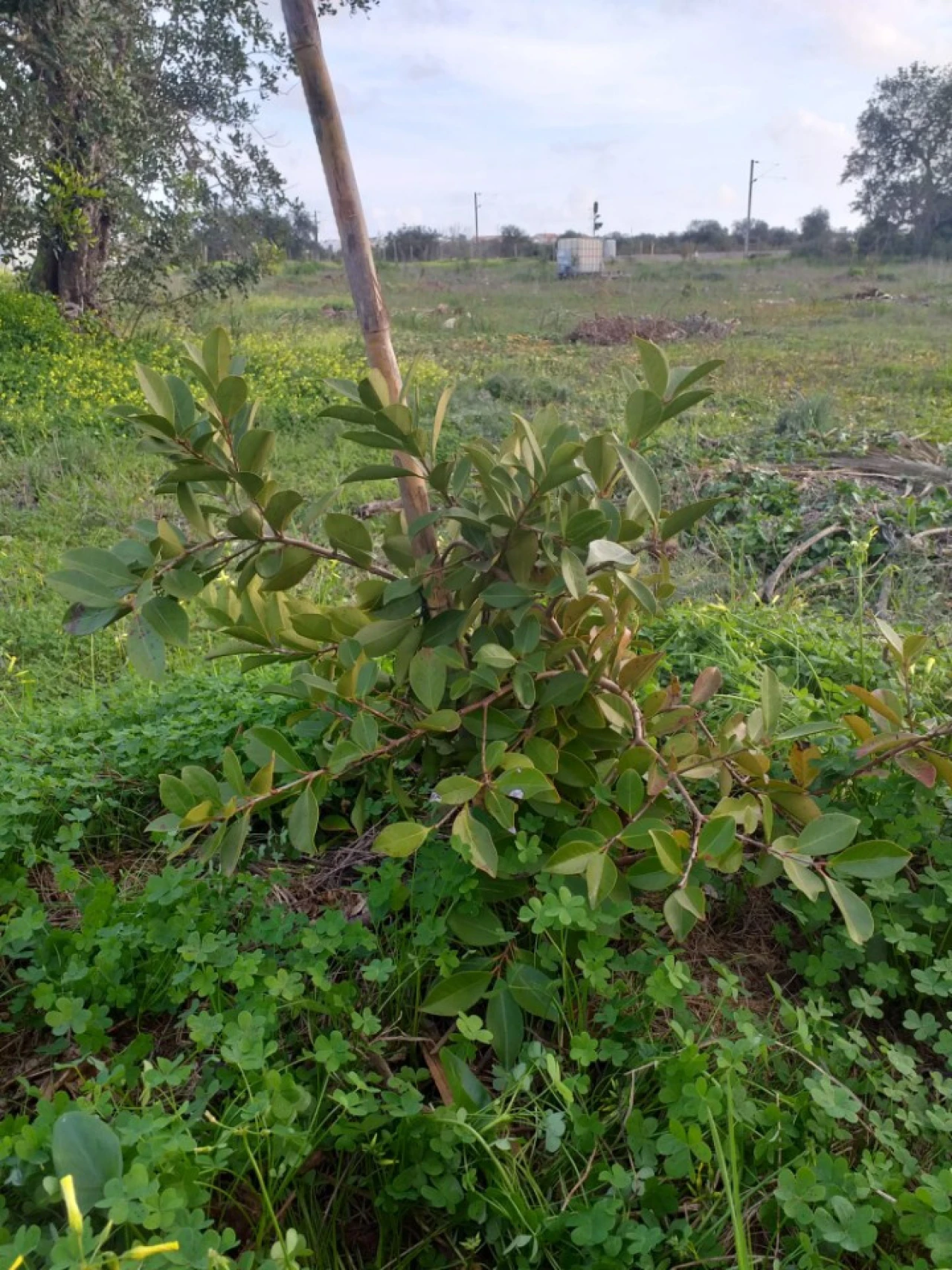 Terreno para Venda em Ferreiras Foto 10