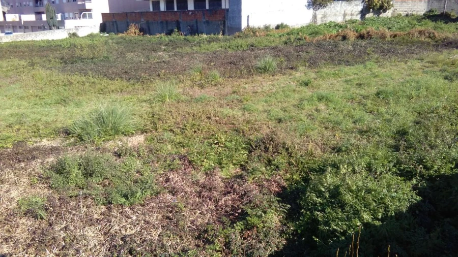 Terreno para Venda em Oliveira do Douro Foto 3