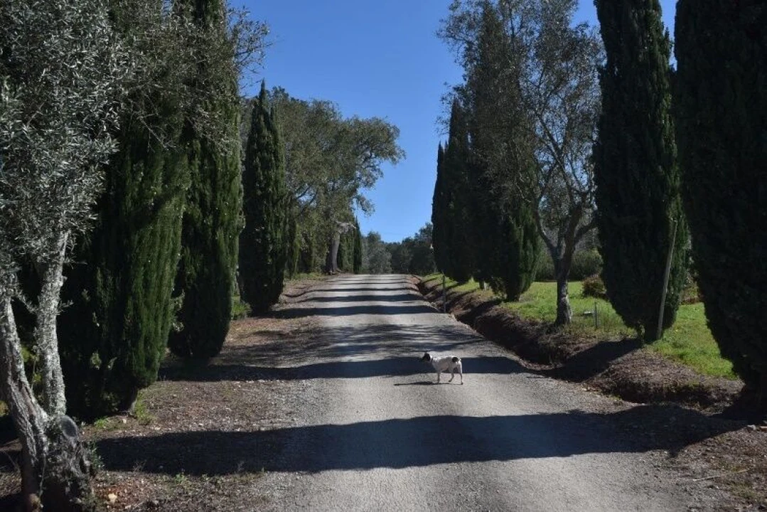 Quinta T7 para Venda em Alto do Seixalinho, Santo André e Verderena Foto 5