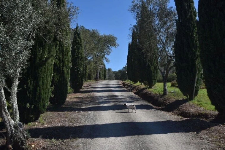 Quinta T7 para Venda em Alto do Seixalinho, Santo André e Verderena Foto 5