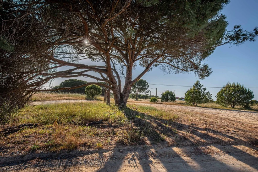 Terreno para Venda em Melides Foto 5