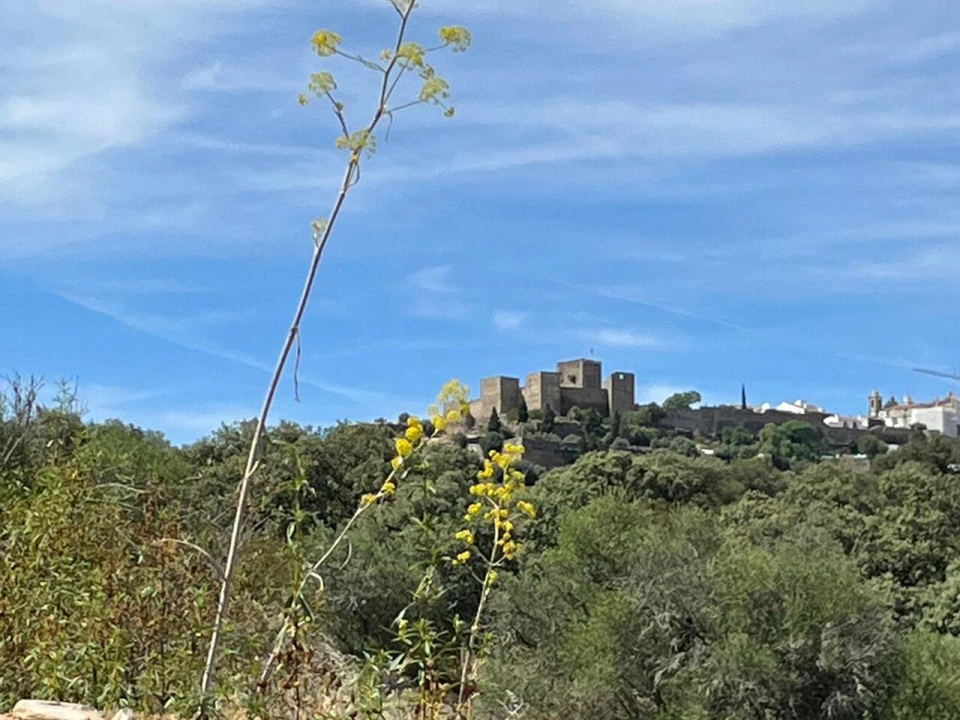 Terreno para Venda em Reguengos de Monsaraz Foto 3