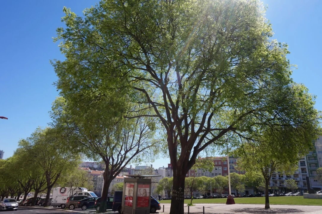 Apartamento T3 para Venda em Penha de França Foto 20
