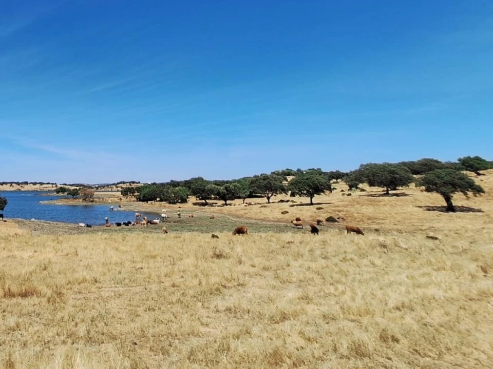 Moradia T2 para Venda em Terena (São Pedro) Foto 11