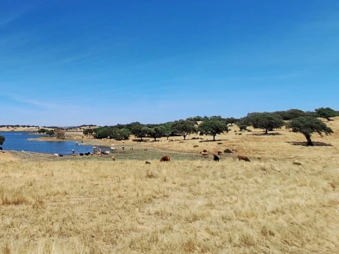 Moradia T2 para Venda em Terena (São Pedro) Foto 11