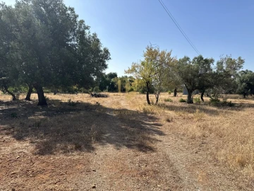 Terreno para Venda em Quelfes