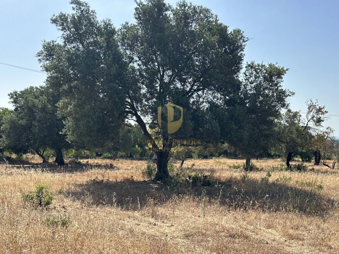 Terreno para Venda em Quelfes Foto 31