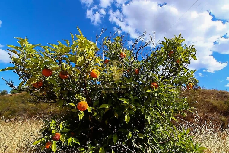 Negócio para Venda em Castro Marim Foto 19