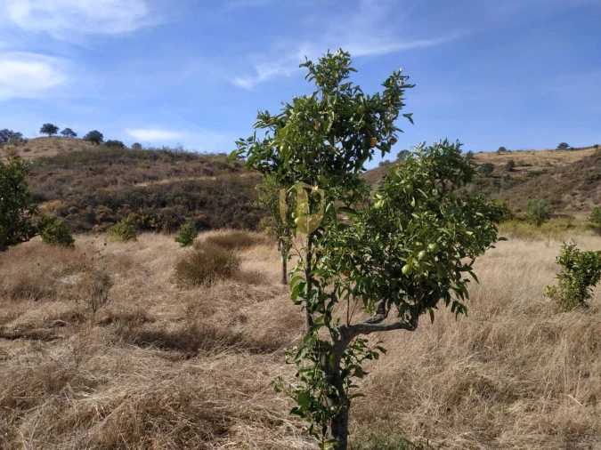 Negócio para Venda em Castro Marim Foto 47