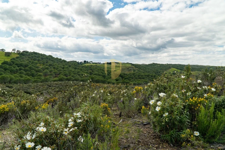 Terreno para Venda em Castro Marim Foto 13