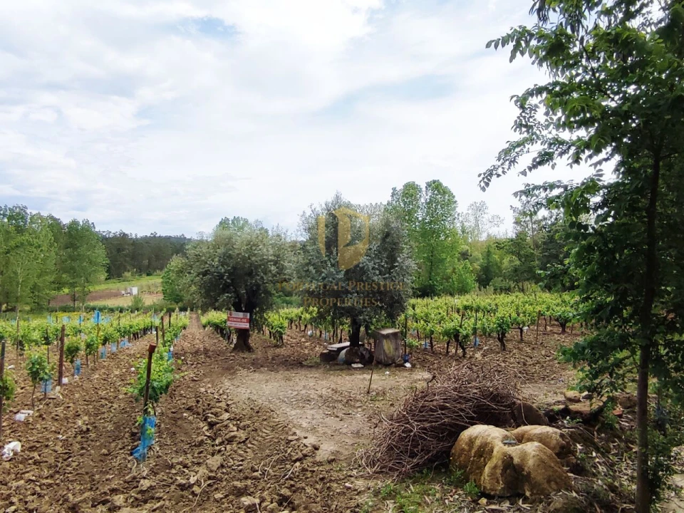 Terreno para Venda em Casal Comba Foto 2