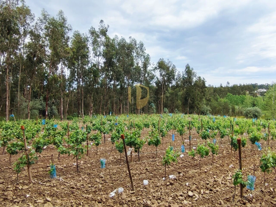 Terreno para Venda em Casal Comba Foto 3