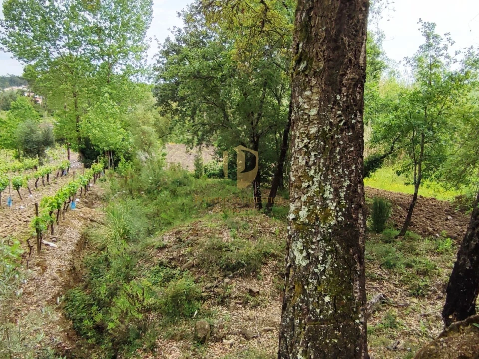 Terreno para Venda em Casal Comba Foto 6