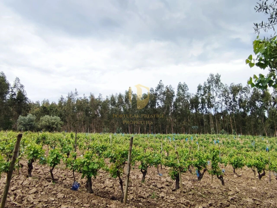 Terreno para Venda em Casal Comba Foto 7