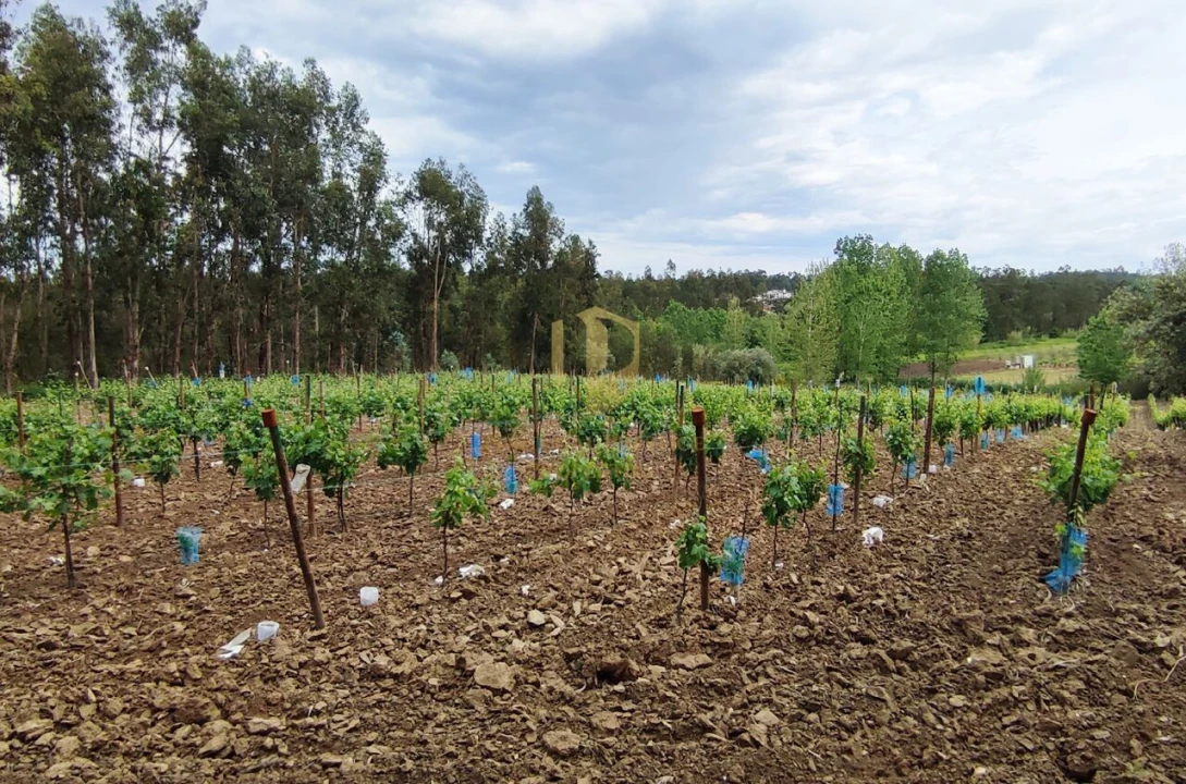 Terreno para Venda em Casal Comba Foto 8