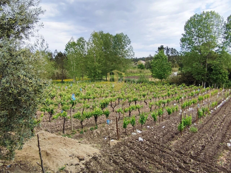 Terreno para Venda em Casal Comba Foto 9