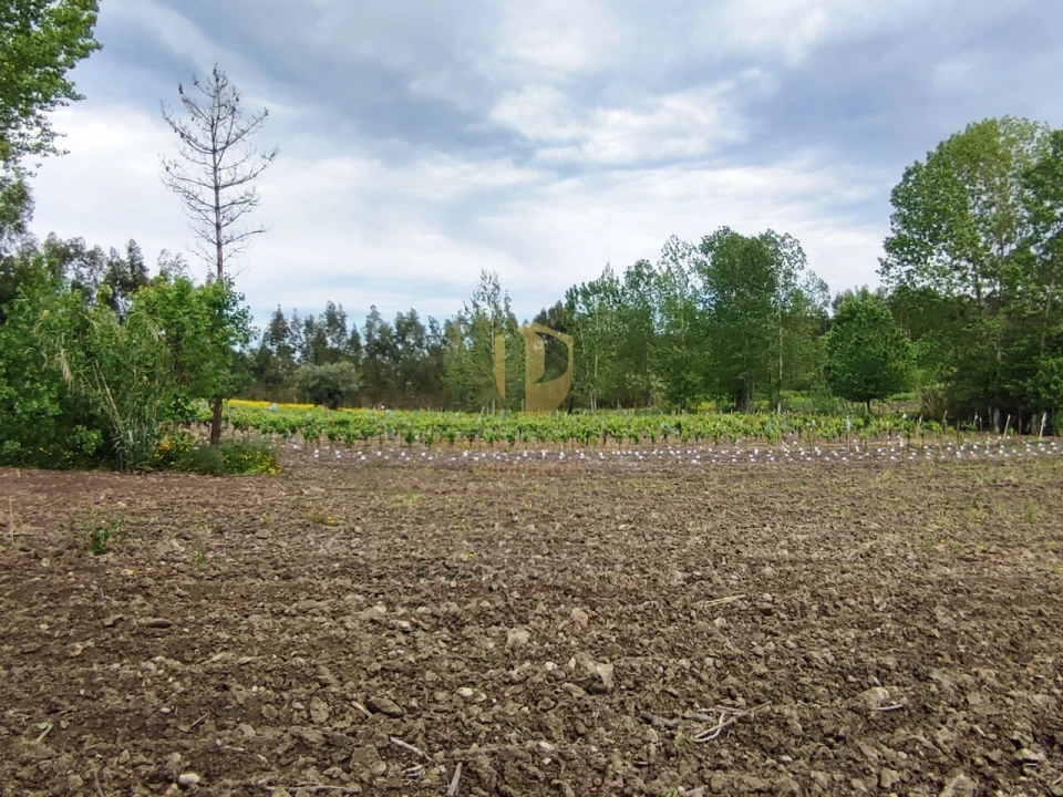 Terreno para Venda em Casal Comba Foto 13