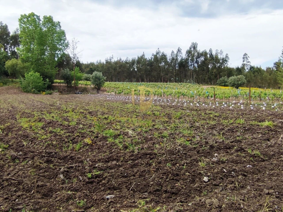 Terreno para Venda em Casal Comba Foto 17