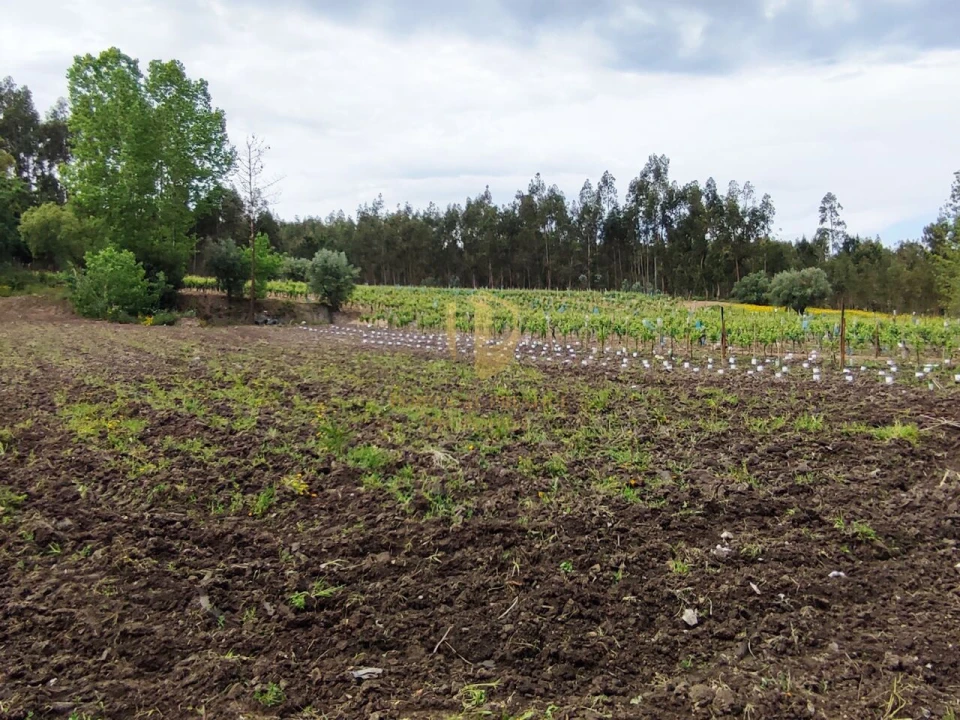 Terreno para Venda em Casal Comba Foto 18