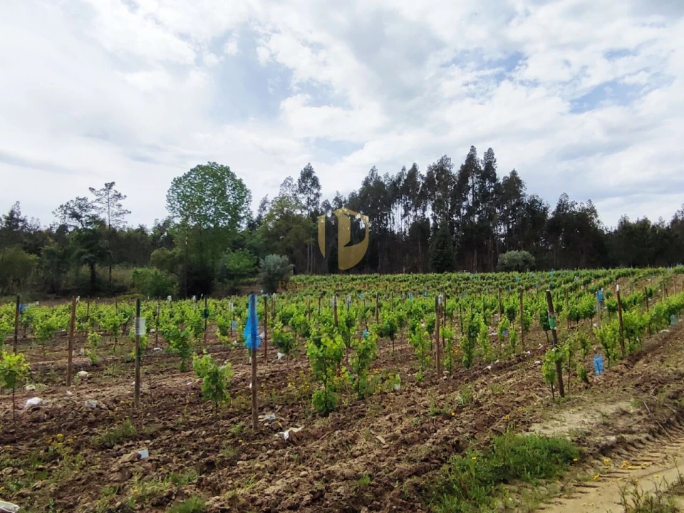 Terreno para Venda em Casal Comba Foto 23
