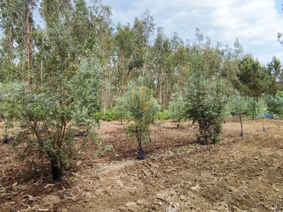 Terreno para Venda em Casal Comba Foto 24