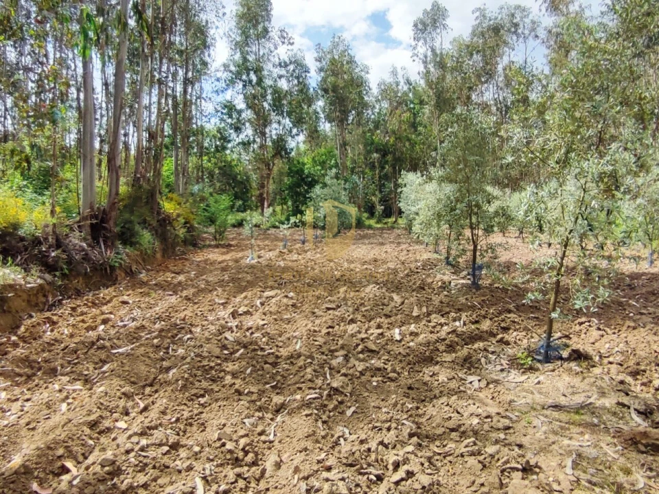 Terreno para Venda em Casal Comba Foto 27
