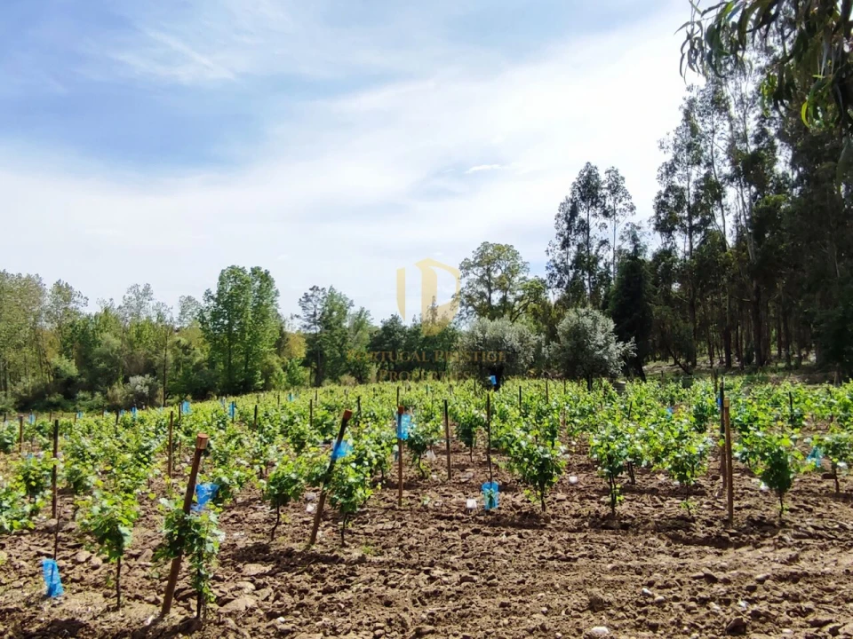 Terreno para Venda em Casal Comba Foto 29