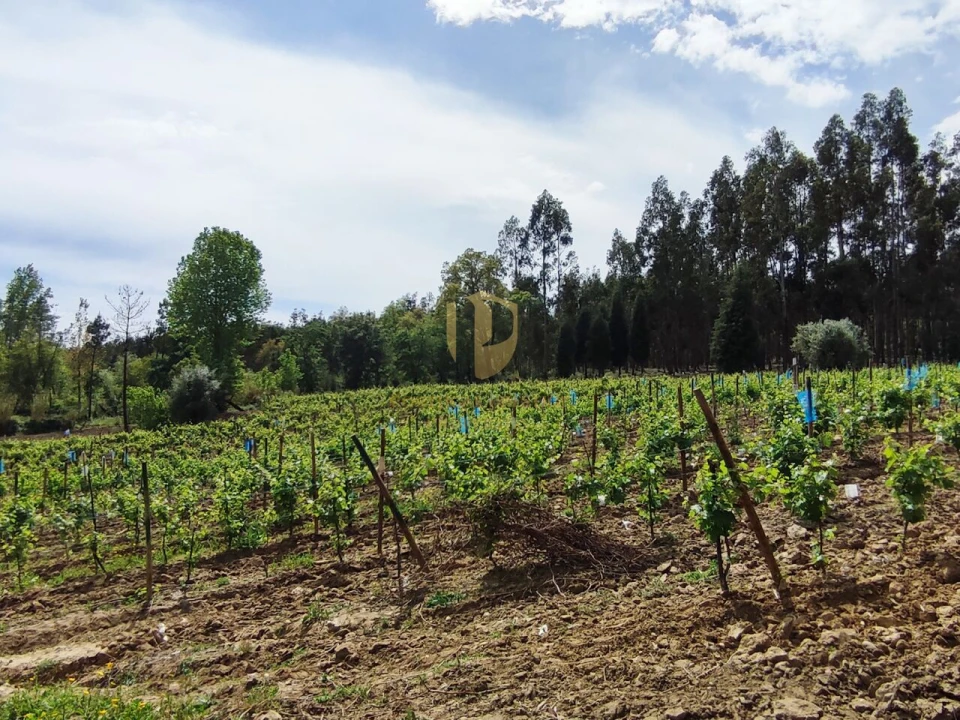 Terreno para Venda em Casal Comba Foto 31