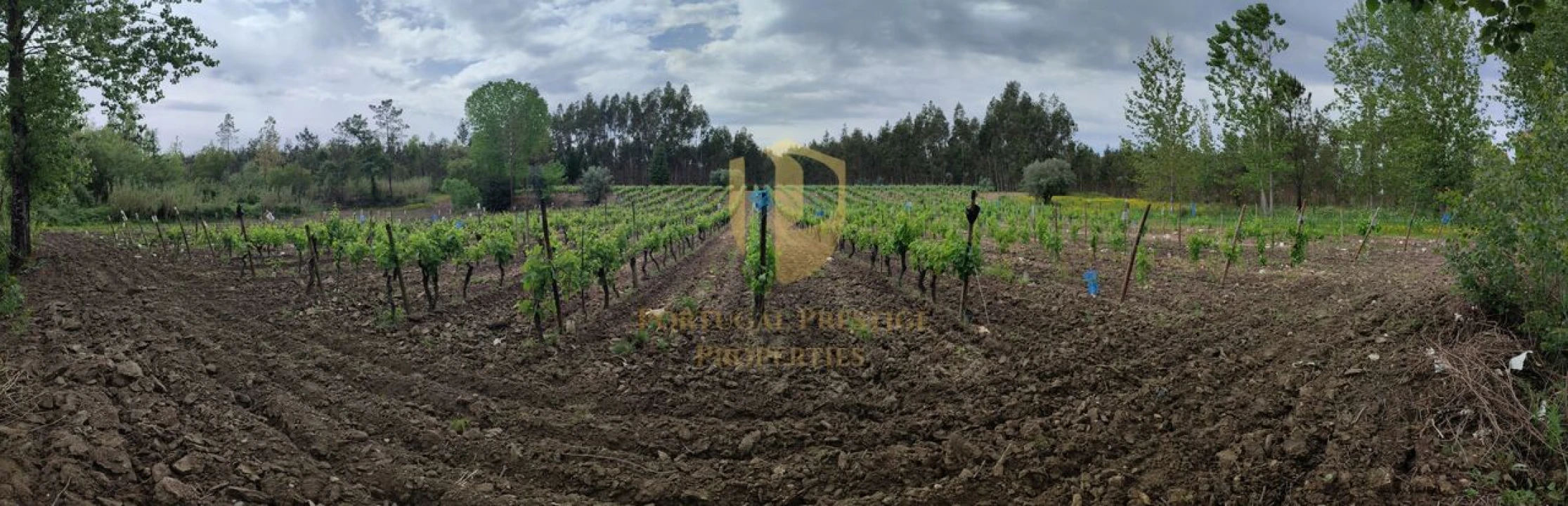 Terreno para Venda em Casal Comba Foto 35