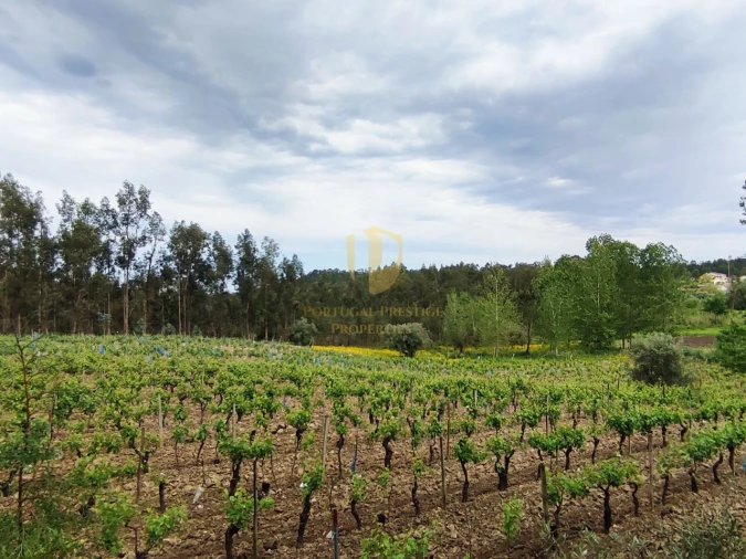 Terreno para Venda em Casal Comba Foto 4